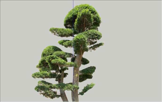 经典松树绿色观赏树su模型_图1