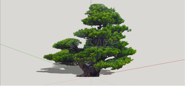 松树类型盆景绿植造型树su模型-图一