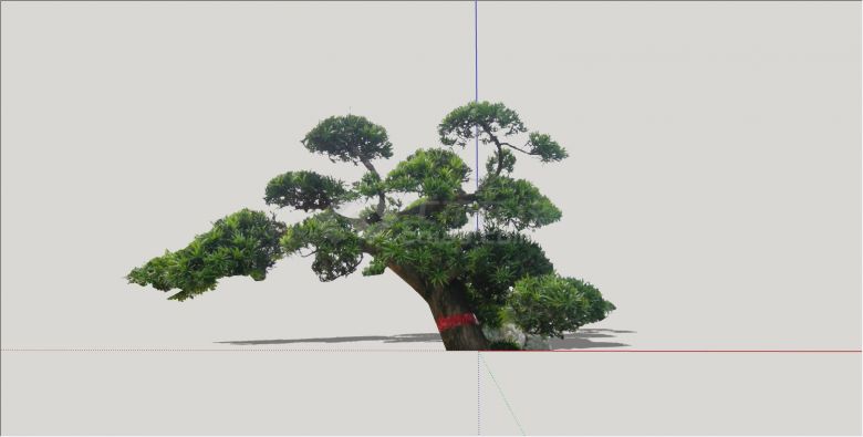 庭院景观树富贵吉祥罗汉松造型树su模型-图二