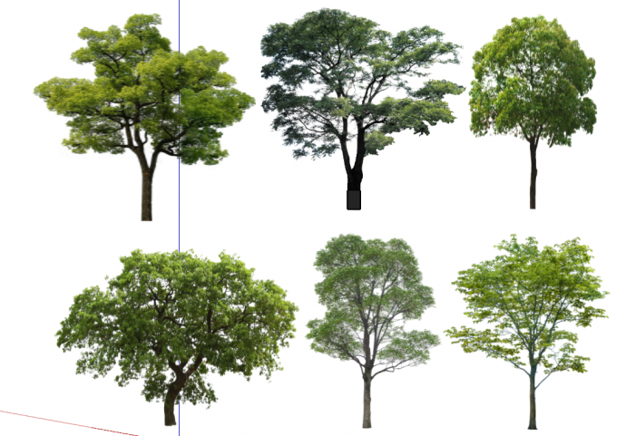 香樟树 景观树 行道树 古树 造型树 大树乔木 歪脖树 真实树su模型_图1