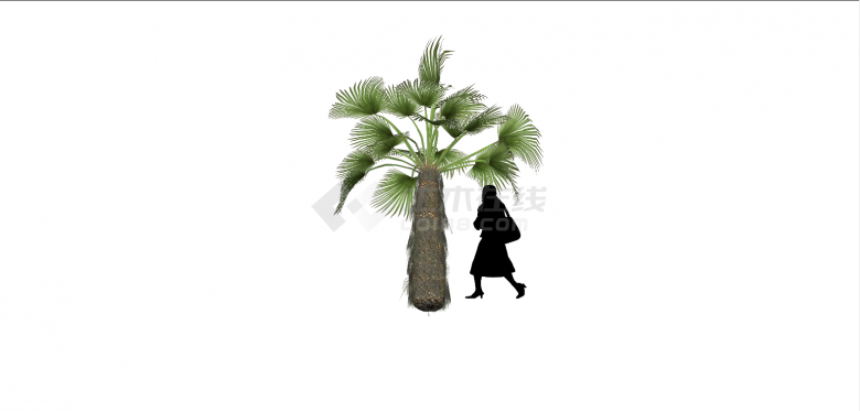 精品椰子树植物树木SU模型-图二