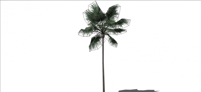 直立而高耸的植物树木su模型_图1