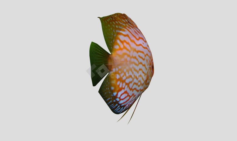 艳丽色彩水族馆鱼类动物su模型-图二
