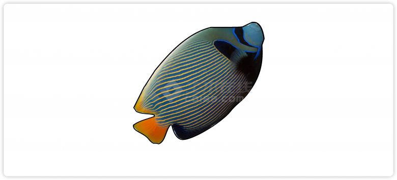 热带鱼黄色线条水族馆鱼类动物组合su模型-图二