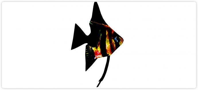 黑色神仙鱼水族馆鱼类动物组合su模型_图1
