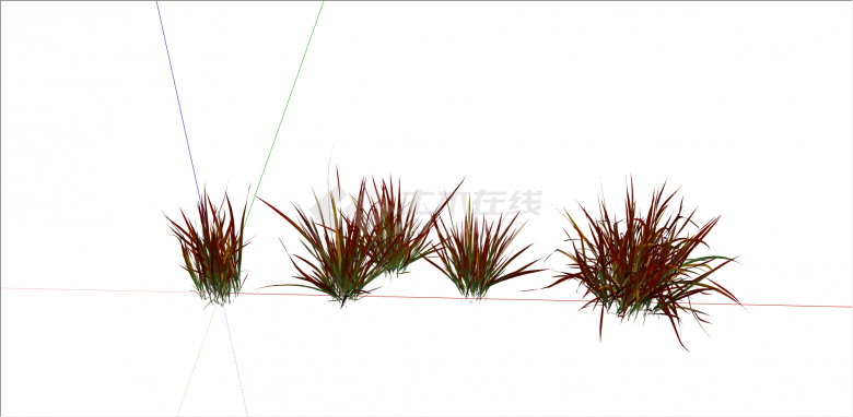 红绿色的血草植物su模型-图二