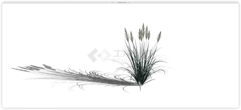墨绿叶子白色芦苇草水生植物su模型-图二