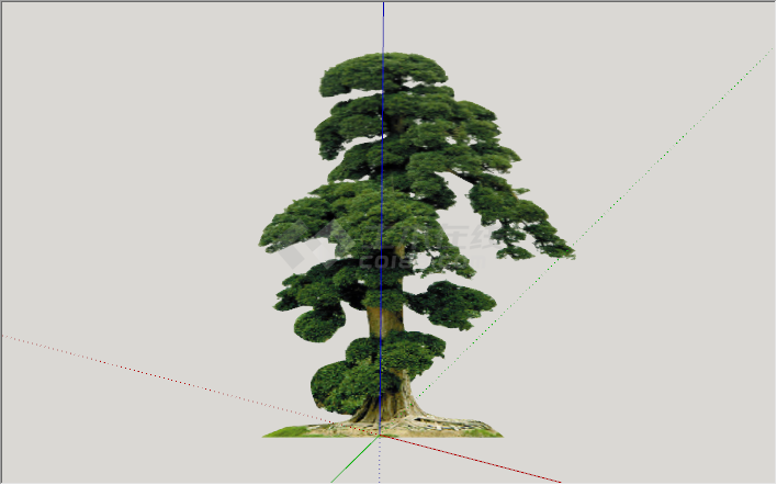 现代景观绿丝带造型松树su模型-图一