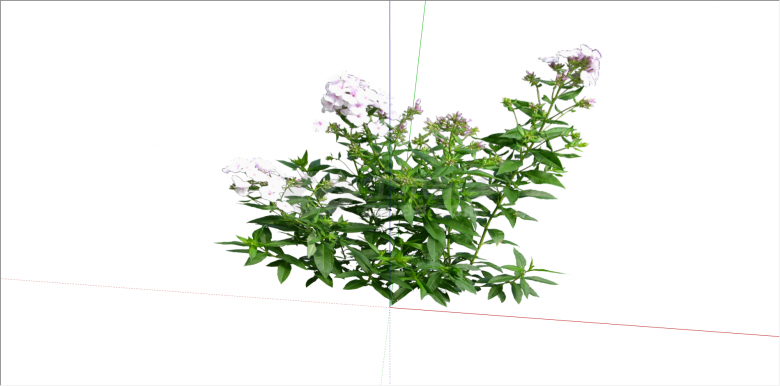 白色花苞花卉植物su模型-图二
