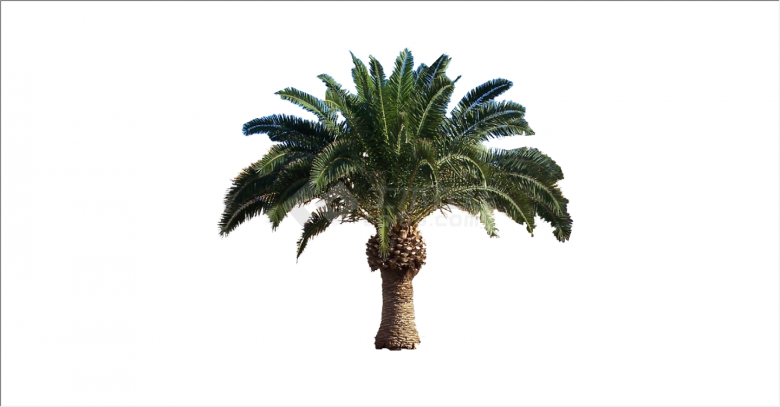 幽美恬静的棕榈热带树su模型-图二