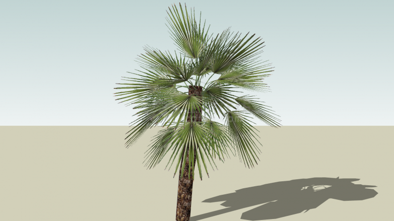 棕榈热带树个体外观su模型-图一