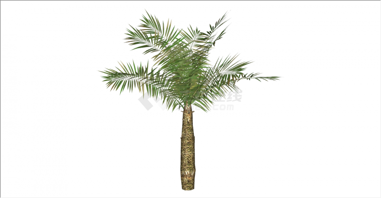 大型热带独特造型的棕榈树su模型-图一