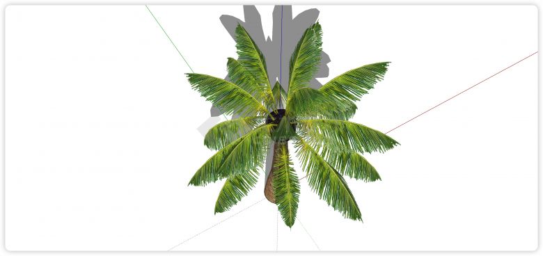 粗壮矮树根棕榈树热带树su模型-图二