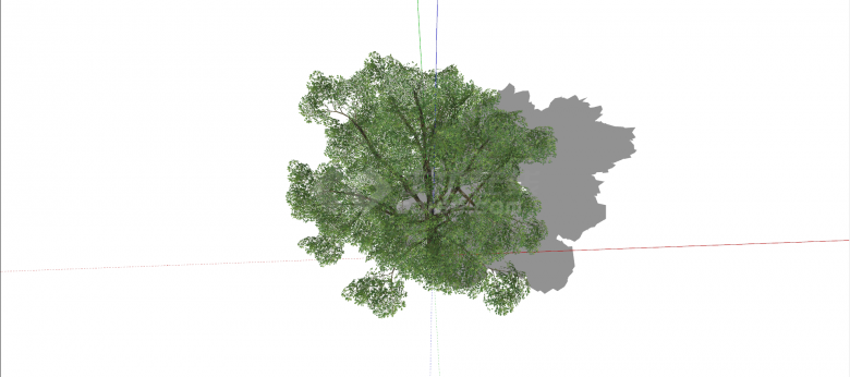 桑科思维树绿色乔木su模型-图二