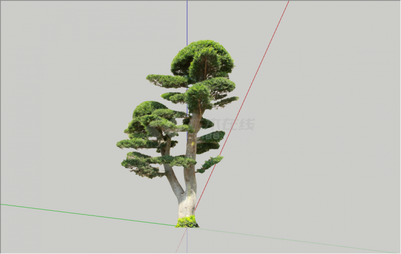 经典松树绿色观赏树su模型-图二