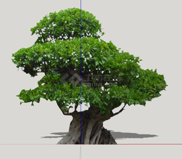 深绿茂密粗壮的造型树su模型-图一