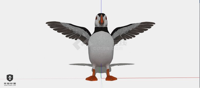 一只张开翅膀黑白相间嘴巴有花纹的北极海鹦su模型-图一