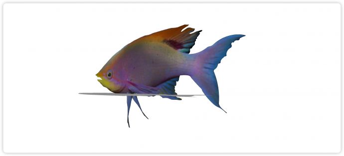 幻彩热带鱼水族馆鱼类动物组合su模型_图1