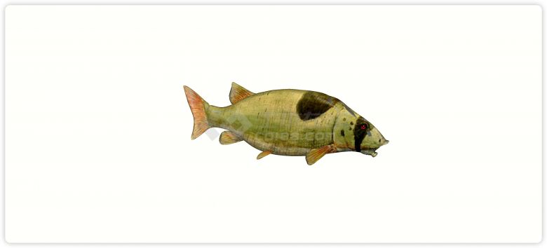 红眼睛现代鱼雕塑小品海洋生物su模型-图一