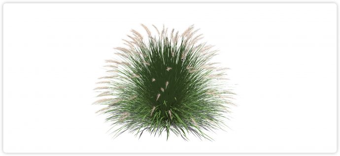 浓密茂盛粉色芦苇草水生植物su模型_图1