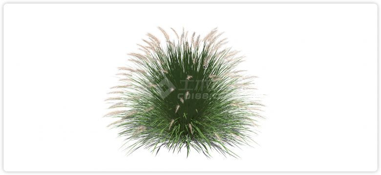 浓密茂盛粉色芦苇草水生植物su模型-图一