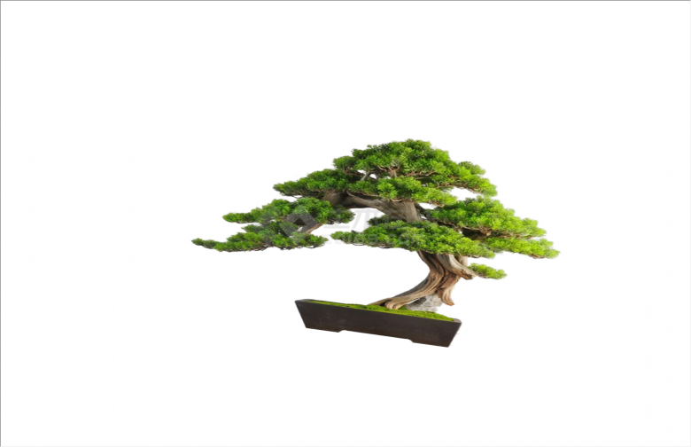 小型盆栽2D造型景观树组合su模型-图二