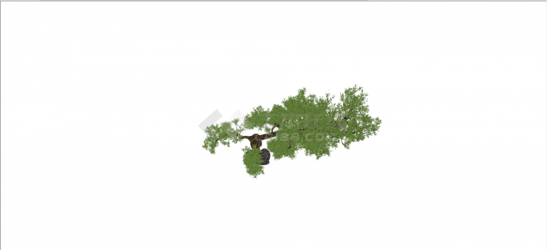 裸子植物罗汉松造型树su模型-图二