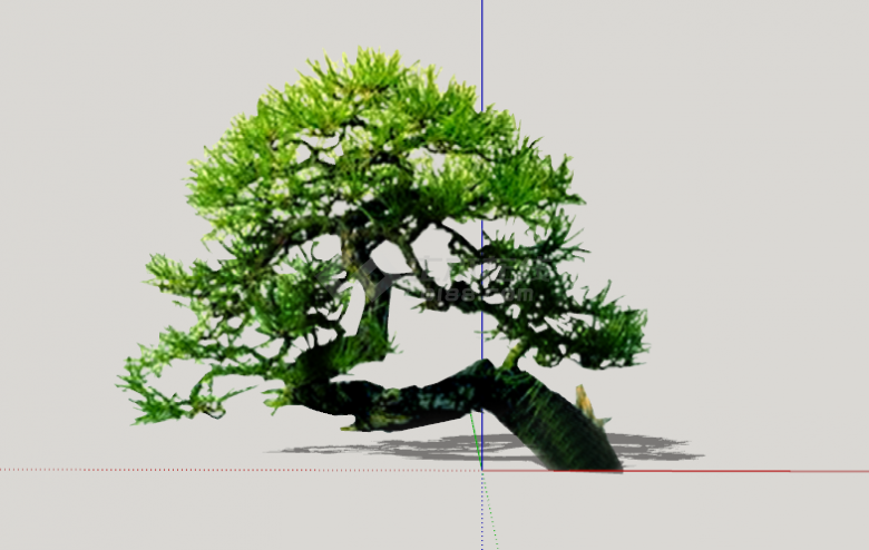 公园园林造型松树su模型-图一
