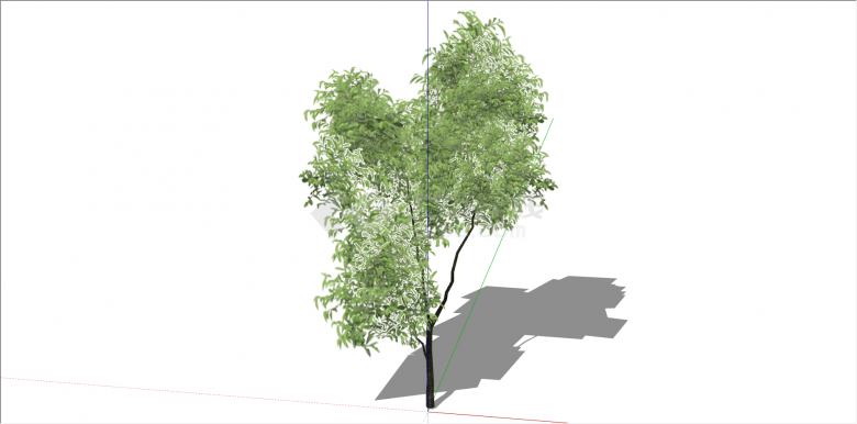现代观赏性绿化树su模型-图一