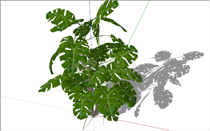 现代景观植物龟背竹su模型-图二