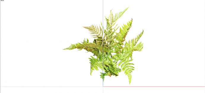 蕨科鹿蕨菜常绿灌木su模型_图1