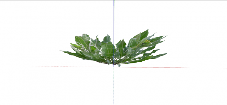 铁角蕨科巢蕨常绿灌木su模型-图二