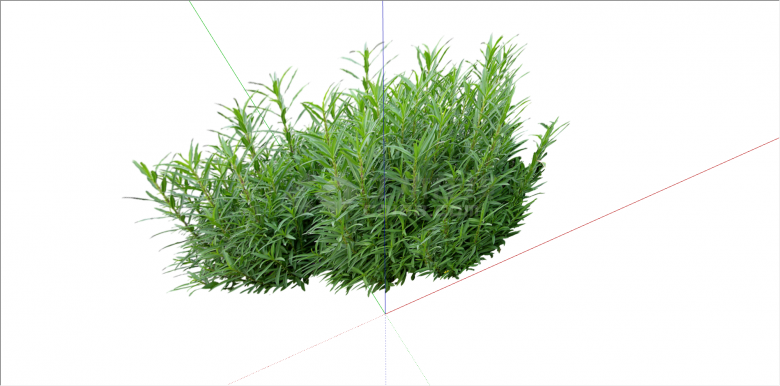 细长叶常绿灌木植物su模型-图二