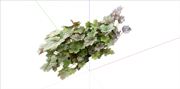 枫叶状观赏性植物su模型_图1