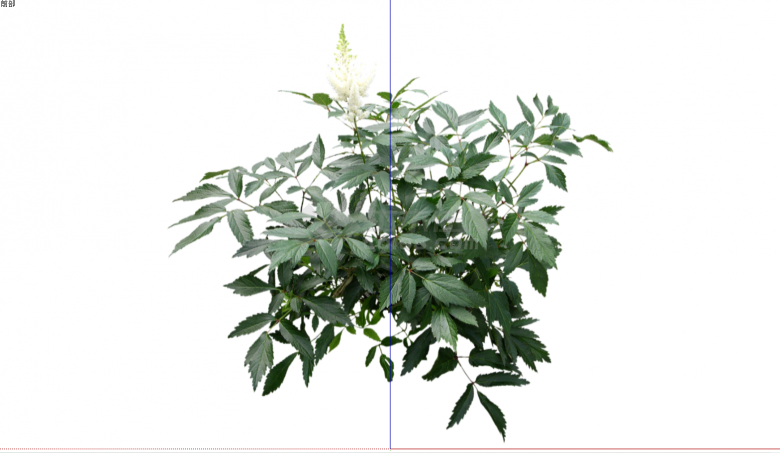 一株开白花的常绿灌木 su模型-图二