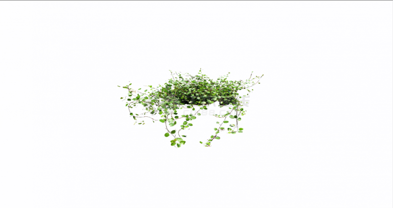 小圆叶子的绿色灌木su模型-图二