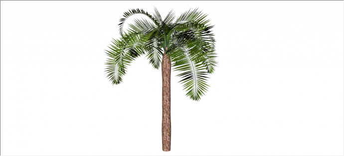 美丽葱茏棕榈热带树木su模型_图1