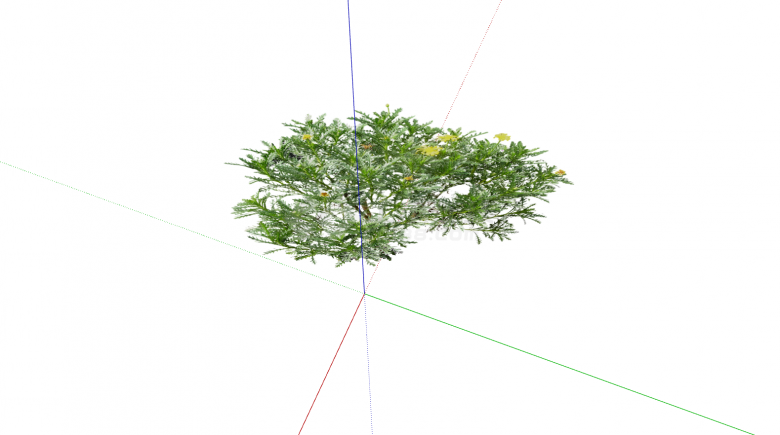 绿色灌木绿植外观展示su模型-图二