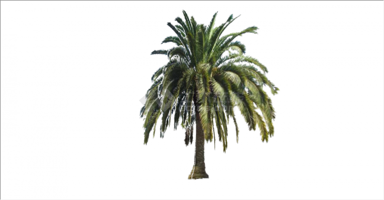 细节超多的新型棕榈热带树su模型-图一