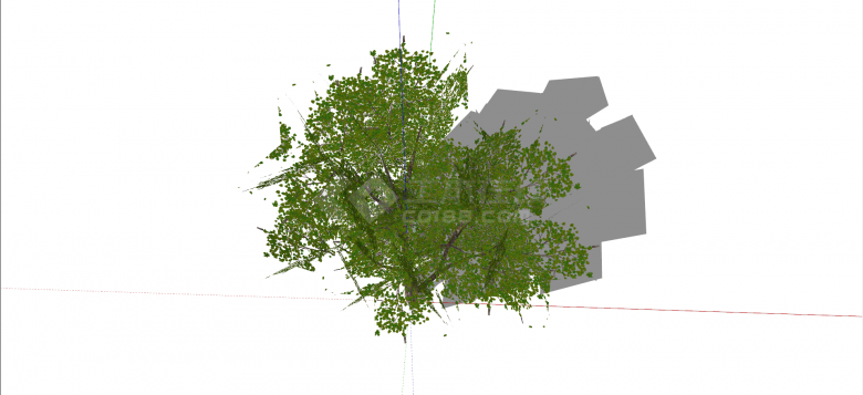 马鞭草科海榄雌绿色乔木su模型-图二