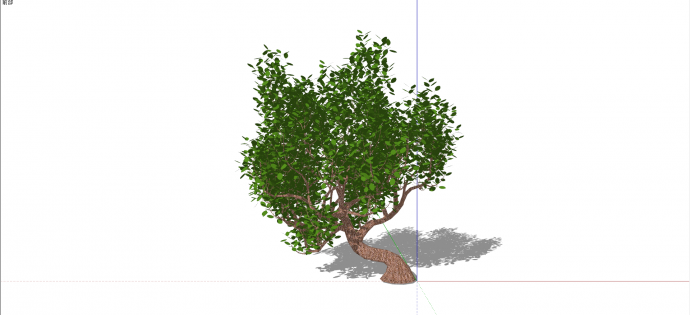 桑科菩提树绿色乔木su模型_图1
