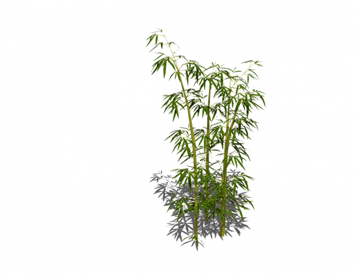 一株茂密的绿色的竹子su模型_图1