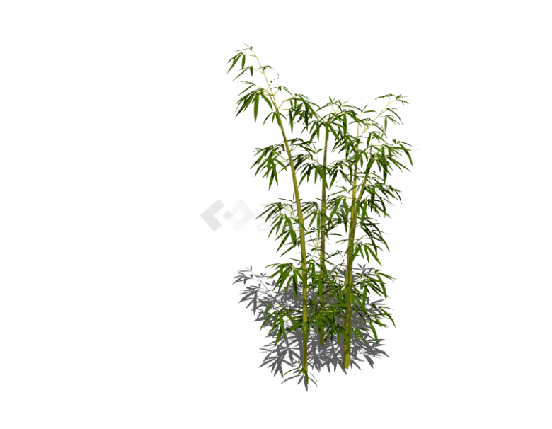一株茂密的绿色的竹子su模型-图一