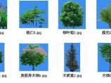 园林植物图库精简版(03-6乔木类)图片1