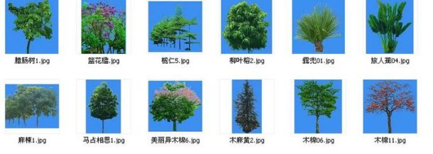 园林植物图库精简版(03-6乔木类)