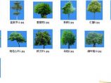  园林植物图库精简版(03-7乔木类)图片1