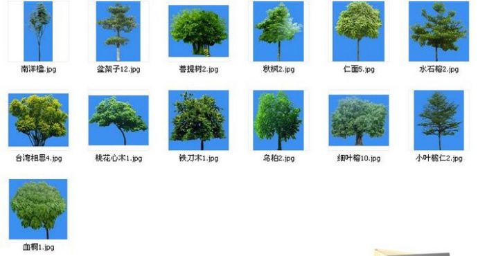  园林植物图库精简版(03-7乔木类)_图1