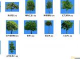园林植物图库精简版(03-9乔木类)图片1