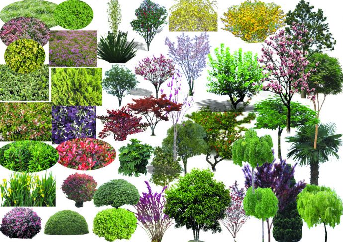 园林设计植物素材_图1