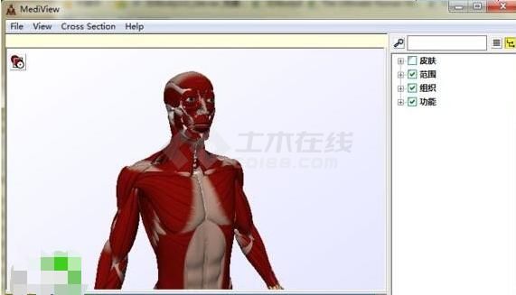 人体骨骼3D模型软件(mediview) v1.0绿色中文版下载